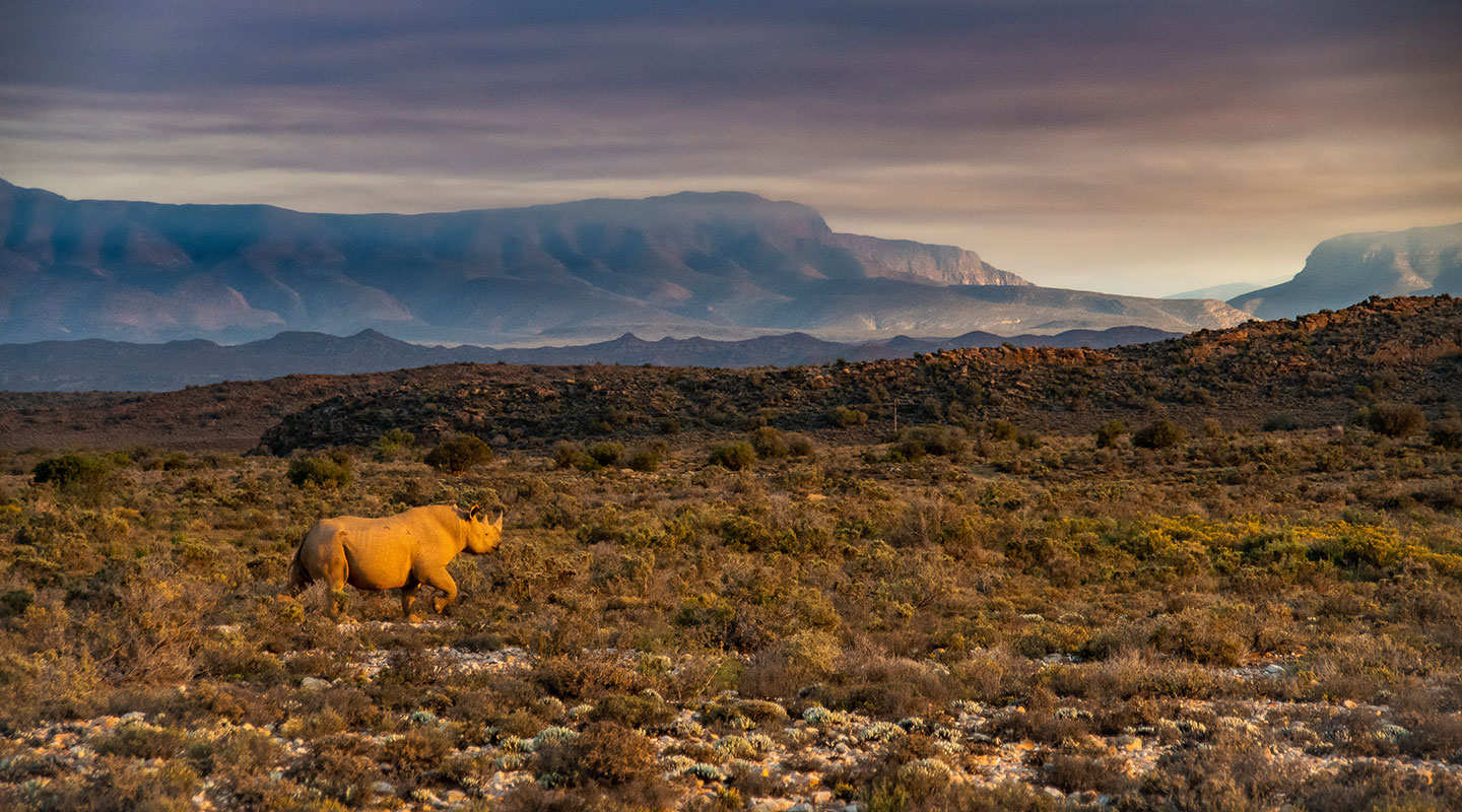 Projects | Black Rhino - Sanbona Nature and Wilderness Reserve